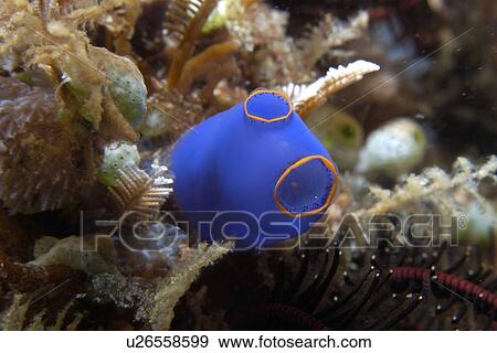 Ascidian, Pycnoclavella diminuta, Lapus Lapus Island marine park, Malapascua, Cebu, Philippines View Large Photo Image Stock Photo - Ascidian, Pycnoclavella diminuta, Lapus Lapus Island marine park, Malapascua, Cebu, Philippines. Fotosearch