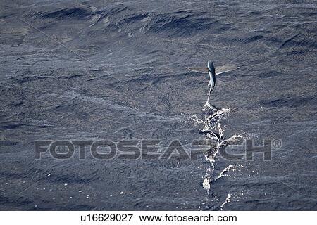 Atlantic flying fish (Cypselurus melanurus) fleeing the bow and taking flight for safety near Ascension Island in the Atlantic Ocean. View Large Photo Image Stock Photo - Atlantic flying fish (Cypselurus melanurus) fleeing the bow and taking flight for safety near Ascension Island in the Atlantic Ocean.. Fotosearch