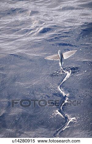 Stock Photography - Atlantic flying fish (Cypselurus melanurus) fleeing the bow and taking flight for safety near Ascension Island in the Atlantic Ocean.. Fotosearch