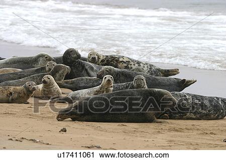 Atlantic grey and Common seals at same haul out site with males, females and pups. NE Scotland View Large Photo Image Stock Image - Atlantic grey and Common seals at same haul out site with males, females and pups. NE Scotland . Fotosearch
