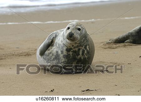 Atlantic grey seal (Halichoerus grypu) at haul out site. NE Scotland View Large Photo Image Stock Image - Atlantic grey seal (Halichoerus grypu) at haul out site. NE Scotland. Fotosearch