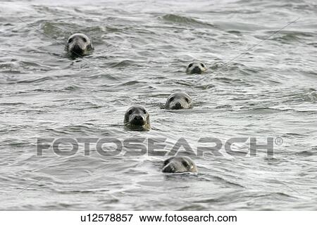 Atlantic grey seals (Halichoerus grypu) with heads above sea surface. NE Scotland View Large Photo Image Stock Photo - Atlantic grey seals (Halichoerus grypu) with heads above sea surface. NE Scotland . Fotosearch
