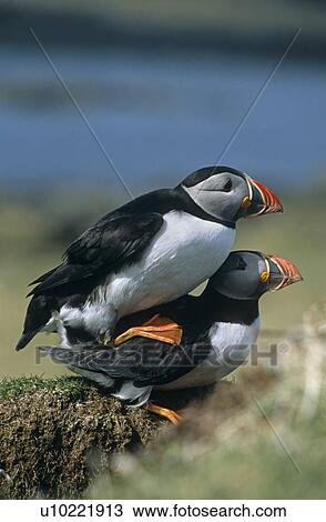 Stock Image - Atlantic (Horned) puffin (Fratercula arctica). Mating behaviour by nesting burrow. Hebrides, Scotland. Fotosearch