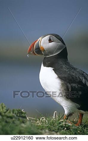 Stock Image - Atlantic (Horned) puffin (Fratercula arctica). Hebrides, Scotland. Fotosearch