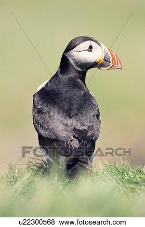 Atlantic puffin portrait (Fratercula arctic) Treshinsh Islands, Hebrides, Scotland View Large Photo Image Stock Photo - Atlantic puffin portrait (Fratercula arctic) Treshinsh Islands, Hebrides, Scotland. Fotosearch
