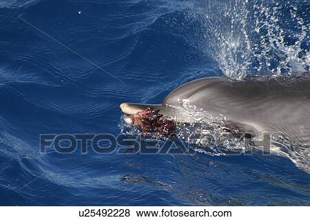 Atlantic spotted dolphin at play with seaweed frond in mouth (Stenella frontalis) Azores, Atlantic Ocean View Large Photo Image Stock Photo - Atlantic spotted dolphin at play with seaweed frond in mouth (Stenella frontalis) Azores, Atlantic Ocean. Fotosearch
