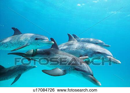 Atlantic spotted dolphin pod underwater off Little Bahama Bank, GB. View Large Photo Image Stock Photograph - Atlantic spotted dolphin pod underwater off Little Bahama Bank, GB.. Fotosearch