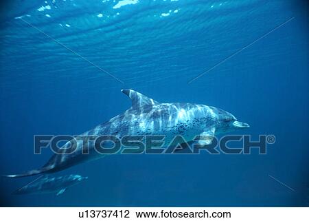 Stock Image - Atlantic spotted dolphin (Stenella frontalis). Bimini, Bahamas. Fotosearch