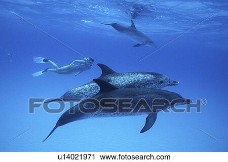 Stock Image - Atlantic Spotted Dolphin, Stenella frontalis, underwater on the Little Bahama Banks, GB, Bahamas. Fotosearch