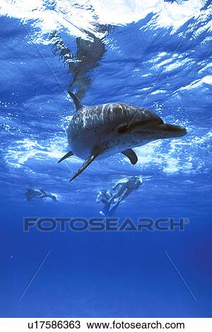 Atlantic Spotted Dolphin (Stenella frontalis) with snorkelers underwater. Little Bahama Banks, Grand Bahama Island, Bahamas. View Large Photo Image Stock Image - Atlantic Spotted Dolphin (Stenella frontalis) with snorkelers underwater. Little Bahama Banks, Grand Bahama Island, Bahamas.. Fotosearch