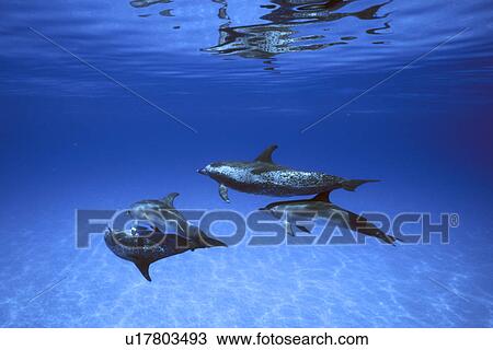 Atlantic Spotted Dolphin (Stenella frontalis) pod underwater. Little Bahama Banks, Grand Bahama Island, Bahamas. (rr) View Large Photo Image Stock Image - Atlantic Spotted Dolphin (Stenella frontalis) pod underwater. Little Bahama Banks, Grand Bahama Island, Bahamas. (rr). Fotosearch