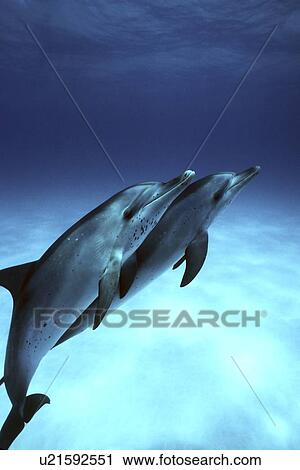 Atlantic Spotted Dolphin (Stenella frontalis) calves underwater. Little Bahama Banks, Grand Bahama Island, Bahamas. (rr) View Large Photo Image Stock Image - Atlantic Spotted Dolphin (Stenella frontalis) calves underwater. Little Bahama Banks, Grand Bahama Island, Bahamas. (rr). Fotosearch