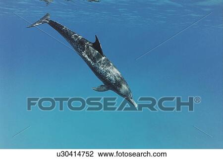 Stock Image - Atlantic Spotted Dolphin (Stenella frontalis). Great Bahama Bank, Bahamas. Fotosearch