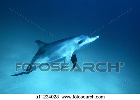 Atlantic Spotted Dolphin (Stenella frontalis) young underwater. Little Bahama Banks, Grand Bahama Island, Bahamas. (rr) View Large Photo Image Stock Photo - Atlantic Spotted Dolphin (Stenella frontalis) young underwater. Little Bahama Banks, Grand Bahama Island, Bahamas. (rr). Fotosearch