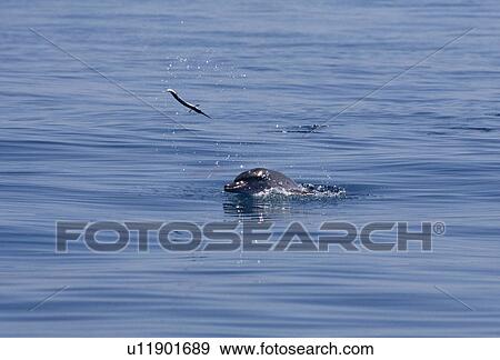 Stock Photo - Atlantic spotted dolphin (Stenella frontalis). Playing with fish. Bimini, Bahamas.. Fotosearch