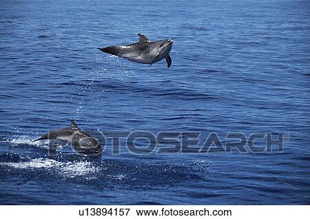 Atlantic Spotted Dolphin (Stenella frontalis) high leap Azores View Large Photo Image Stock Photo - Atlantic Spotted Dolphin (Stenella frontalis) high leap Azores. Fotosearch