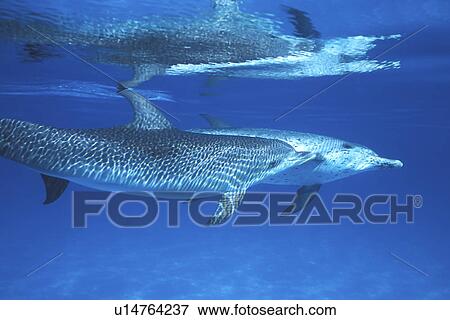 Stock Photo - Atlantic Spotted Dolphin (Stenella frontalis) two young at play underwater. Little Bahama Banks, Grand Bahama Island, Bahamas. Atlantic Ocean. (rr). Fotosearch