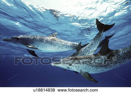 Stock Photo - Atlantic Spotted Dolphin (Stenella frontalis) pod underwater. Little Bahama Banks, Grand Bahama Island, Bahamas.. Fotosearch