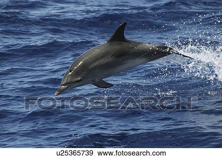 Stock Photo - Atlantic Spotted dolphin, Stenella frontalis, leaping in the Azores. Fotosearch