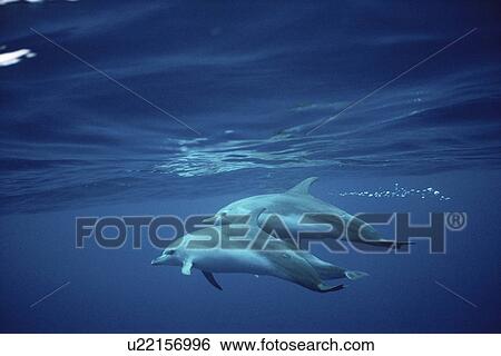 Stock Photograph - Atlantic Spotted Dolphin (Stenella frontalis) pair underwater. Azores. Fotosearch