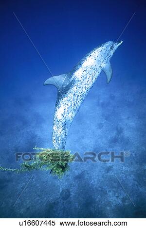 Stock Photography - Atlantic Spotted Dolphin (Stenella frontalis) underwater with sargasso on flukes. Little Bahama Banks, Grand Bahama Island, Bahamas. (rr). Fotosearch