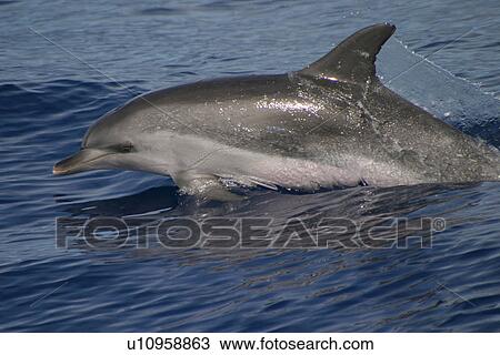 Stock Image - Atlantic spotted dolphin surfacing (Stenella frontalis) Azores, Atlantic Ocean. Fotosearch