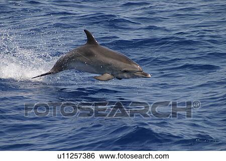 Atlantic spotted dolphin surfacing (Stenella frontalis) Azores, Portugal View Large Photo Image Stock Photograph - Atlantic spotted dolphin surfacing (Stenella frontalis) Azores, Portugal. Fotosearch