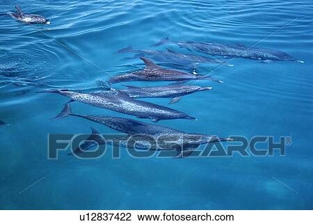 Stock Image - Atlantic spotted dolphins (Stenella frontalis). Social group. Bimini, Bahamas.. Fotosearch