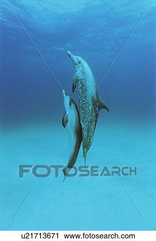Stock Image - Atlantic Spotted Dolphins (Stenella frontalis). Great Bahama Bank, Bahamas. Fotosearch