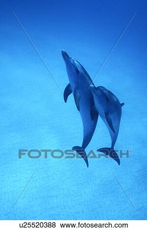 Atlantic Spotted Dolphins (Stenella frontalis) underwater. Little Bahama Banks, Grand Bahama Island, Bahamas. (rr) View Large Photo Image Stock Photo - Atlantic Spotted Dolphins (Stenella frontalis) underwater. Little Bahama Banks, Grand Bahama Island, Bahamas. (rr). Fotosearch