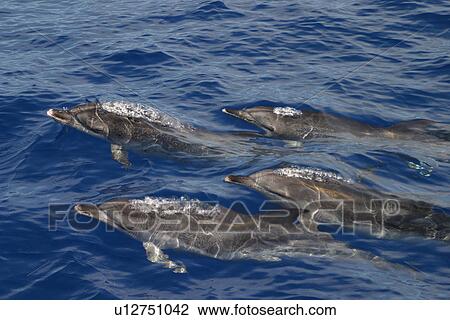 Atlantic spotted dolphins surfacing (Stenella frontalis) Azores, Atlantic Ocean View Large Photo Image Stock Image - Atlantic spotted dolphins surfacing (Stenella frontalis) Azores, Atlantic Ocean. Fotosearch