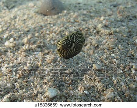 Baby Yellow Spotted burrfish ( Cyclichthys spilostylus ) with it's mouth open. dahab. Red Sea. Egypt View Large Photo Image Stock Photo - Baby Yellow Spotted burrfish ( Cyclichthys spilostylus ) with it's mouth open. dahab. Red Sea. Egypt. Fotosearch