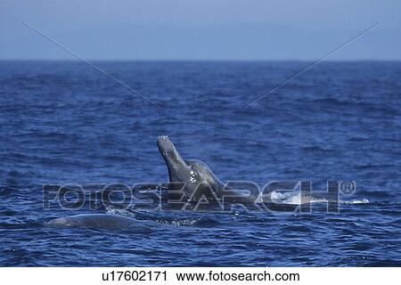 Bairds Beaked Whale (Berardius Bairdii) male spy hopping with tooth buds visible. Monterey, California, Pacific ocean, USA, National marine sanctuary, View Large Photo Image Stock Image - Bairds Beaked Whale (Berardius Bairdii) male spy hopping with tooth buds visible. Monterey, California, Pacific ocean, USA, National marine sanctuary,. Fotosearch