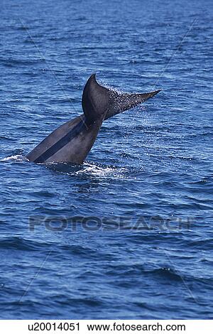 Baird's Beaked Whale (Berardius Bairdii) tail slap or fluke slap. National marine sanctuary, Monterey bay, California Pacific ocean, USA. View Large Photo Image Stock Image - Baird's Beaked Whale (Berardius Bairdii) tail slap or fluke slap. National marine sanctuary, Monterey bay, California Pacific ocean, USA.. Fotosearch