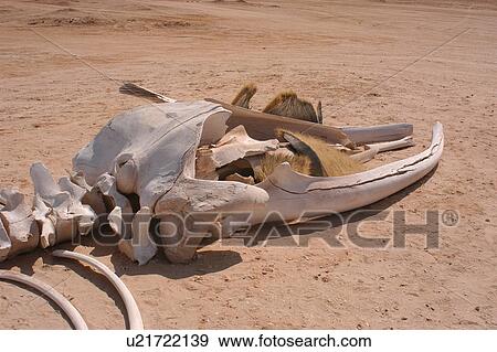 Baleen whale skull showing baleen plates, Nouamghar, Mauritania View Large Photo Image Stock Photo - Baleen whale skull showing baleen plates, Nouamghar, Mauritania. Fotosearch