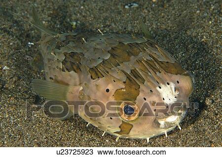 Stock Image - Balloon fish, Diodon holocanthus, Sahara, Dumaguete, s, Philippines. Fotosearch
