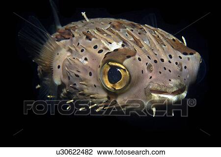 Balloonfish (Diodon holocanthus) at night, Dumaguete, s Island, Philippines View Large Photo Image Stock Image - Balloonfish (Diodon holocanthus) at night, Dumaguete, s Island, Philippines. Fotosearch
