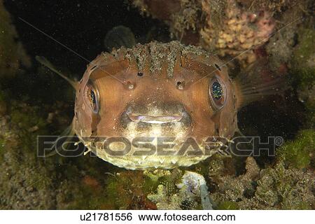 Stock Photograph - Balloonfish (Diodon holocanthus) at night, Dumaguete, s Island, Philippines. Fotosearch