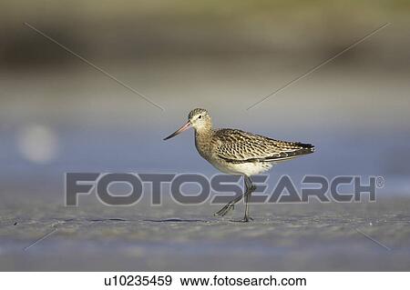 Stock Photo - Bar-Tailed Godwit (Limosa lapponica) walking while foraging for food on beach, foot up. Gott Bay, Argyll,, Scotland, UK. Fotosearch