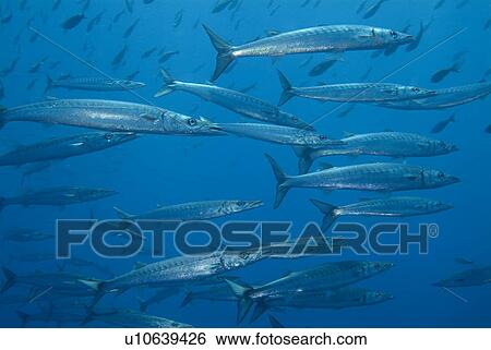 Stock Photograph - Barracuda ( Sphyraena argentea). Galapagos, Pacific Ocean. Fotosearch