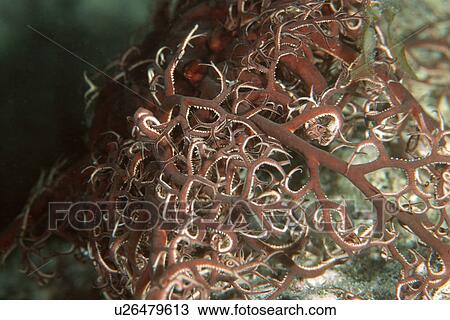 Basket Star (Astrophyton muricatum) at night. Abrolhos National Marine Sanctuary, Bahia, Brazil (South Atlantic) View Large Photo Image Stock Image - Basket Star (Astrophyton muricatum) at night. Abrolhos National Marine Sanctuary, Bahia, Brazil (South Atlantic). Fotosearch