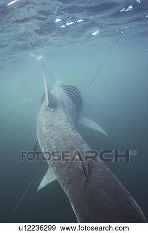 Stock Photo - Basking Shark (Cetorhinus maximus) Cornwall, UK (rr). Fotosearch