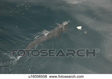 Stock Photo - Basking shark feeding at surface in tide line, close to plastic bag (Cetorhinus maximus) Hebrides, Scotland. Fotosearch