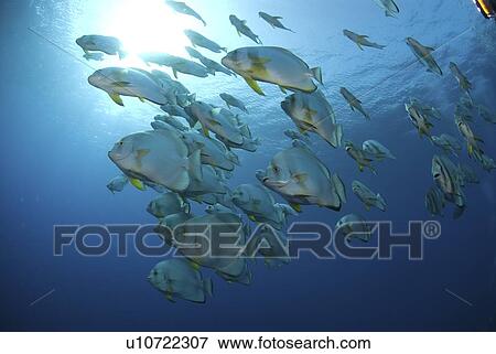 Stock Photo - Batfish (Platax orbicularis), large school of fish in open blue water, Red Sea, Egypt. Fotosearch