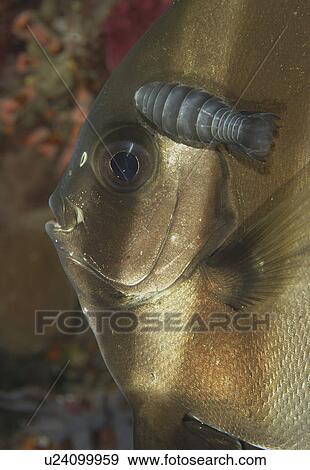 Stock Photo - Batfish (Species unknown) with fish louse. Wakatobi, Onemobaa Island, Indonesia (rr). Fotosearch