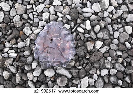 Stock Photo - Beached Jellyfish (species unknown) Brown Bluff, Antarctic Peninsula. Fotosearch