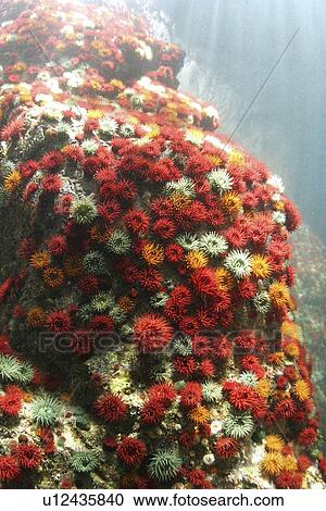Stock Image - Beadlet wall. UK. Fotosearch