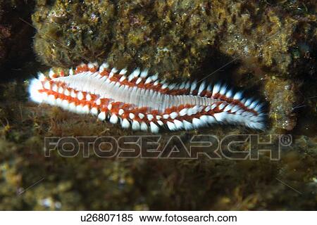 Stock Photography - Bearded fireworm, Hermodice carunculata, St. Peter and St. Paul's rocks, Brazil, Atlantic Ocean . Fotosearch