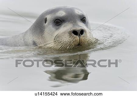 Picture - Bearded seal (Erignathus barbatus) swimming amongst the ice near Storpollen Glacier in the Svalbard Archipelago, Barents Sea, Norway.. Fotosearch