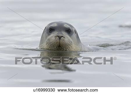 Stock Image - Bearded seal (Erignathus barbatus) swimming amongst the ice near Storpollen Glacier in the Svalbard Archipelago, Barents Sea, Norway.. Fotosearch